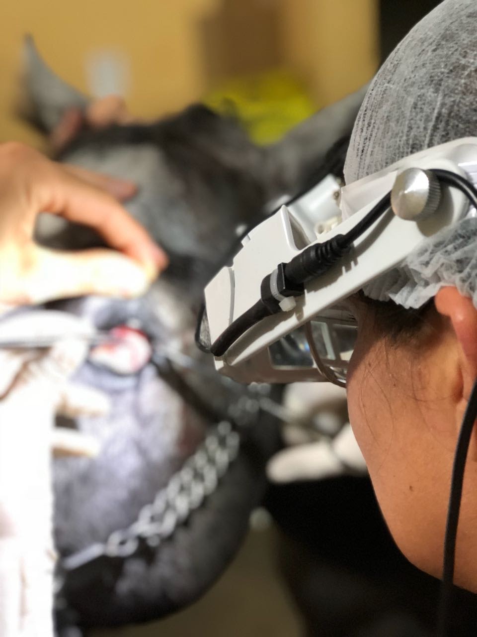 veterinaria operando olho de equino